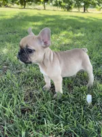 Teddy, a male French Bulldog for sale in Merced, CA – 2 of 8