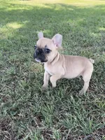 Teddy, a male French Bulldog for sale in Merced, CA – 4 of 8