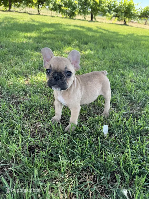Teddy – French Bulldog puppy for sale in Merced, CA