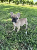Teddy, a male French Bulldog for sale in Merced, CA – 1 of 8