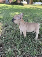 Teddy, a male French Bulldog for sale in Merced, CA – 8 of 8