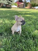 Teddy, a male French Bulldog for sale in Merced, CA – 5 of 8