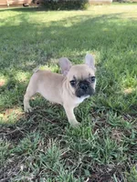 Teddy, a male French Bulldog for sale in Merced, CA – 3 of 8