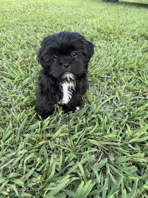 Teddy  – Shih Tzu puppy for sale in Merced, CA