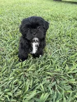 Teddy , a male Shih Tzu for sale in Merced, CA – 1 of 8