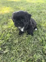 Teddy, a male Shih Tzu for sale in Merced, CA – 2 of 7