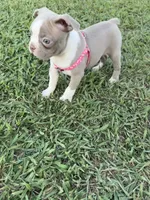 Stacy, a female Boston Terrier for sale in Merced, CA – 3 of 10