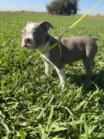 Hazel , a female Boston Terrier for sale in Merced, CA – 2 of 6