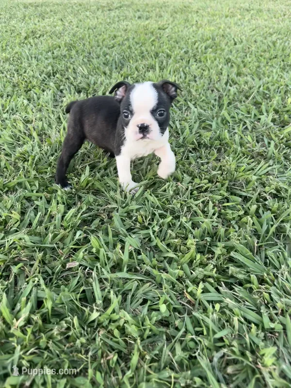 Bailey – Boston Terrier puppy for sale in Merced, CA