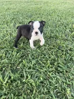 Bailey, a female Boston Terrier for sale in Merced, CA – 1 of 8