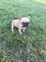 Teddy, a male French Bulldog for sale in Merced, CA – Photo 4 of 8