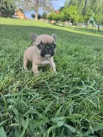 Teddy, a male French Bulldog for sale in Merced, CA – Photo 7 of 8