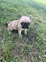 Teddy, a male French Bulldog for sale in Merced, CA – Photo 5 of 8