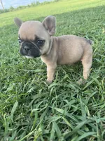 Teddy, a male French Bulldog for sale in Merced, CA – Photo 1 of 8