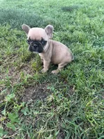Teddy, a male French Bulldog for sale in Merced, CA – Photo 8 of 8