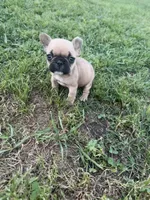Teddy, a male French Bulldog for sale in Merced, CA – Photo 6 of 8