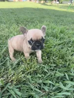 Teddy, a male French Bulldog for sale in Merced, CA – Photo 2 of 8