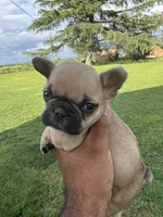 Teddy, a male French Bulldog for sale in Merced, CA – Photo 3 of 8