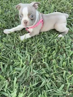 Stacy, a female Boston Terrier for sale in Merced, CA – 9 of 10