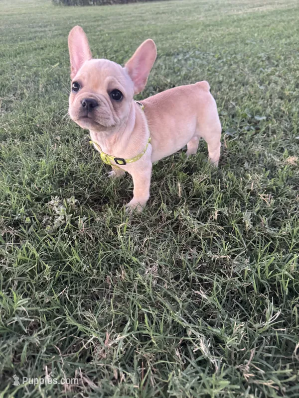 Daisy – French Bulldog puppy for sale in Merced, CA