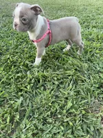 Stacy, a female Boston Terrier for sale in Merced, CA – 4 of 10