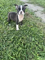 Daisy , a female Boston Terrier for sale in Merced, CA – 1 of 6