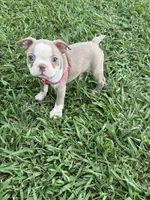 Coco, a female Boston Terrier for sale in Merced, CA – 9 of 9