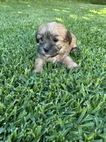 Bella, a female Shih Tzu and Yorkshire Terrier for sale in Merced, CA – 4 of 4