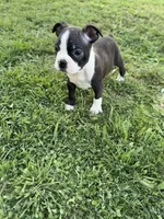Oreo, a male Boston Terrier for sale in Merced, CA – 2 of 7