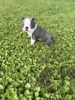 Skye , a female Boston Terrier for sale in Merced, CA – Photo 5 of 7