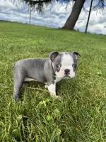 Skye , a female Boston Terrier for sale in Merced, CA – Photo 2 of 7