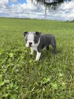 Skye , a female Boston Terrier for sale in Merced, CA – Photo 4 of 7