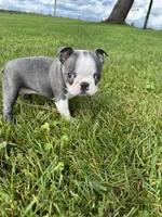 Skye , a female Boston Terrier for sale in Merced, CA – Photo 6 of 7