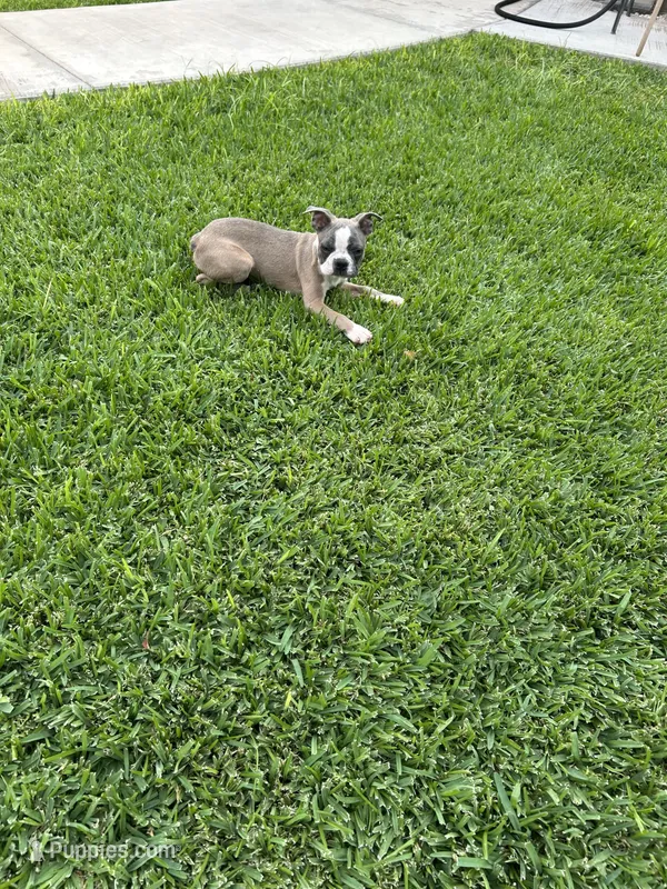 Charlie  – Boston Terrier puppy for sale in Merced, CA