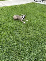 Charlie , a male Boston Terrier for sale in Merced, CA – 1 of 3