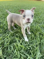 Poppy, a female Boston Terrier for sale in Merced, CA – 3 of 5