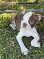 Cooper, a male Boston Terrier for sale in Merced, CA – 3 of 7