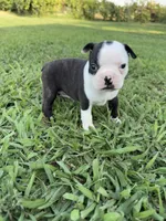 Bella, a female Boston Terrier for sale in Merced, CA – 3 of 6