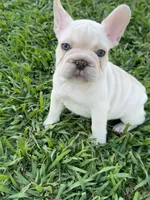 Milo, a male French Bulldog for sale in Merced, CA – 1 of 9