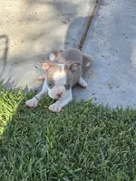 Bingo, a male Boston Terrier for sale in Merced, CA – 3 of 3