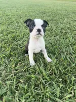 Bailey, a female Boston Terrier for sale in Merced, CA – 8 of 8