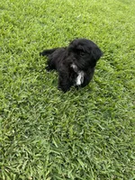 Teddy, a male Shih Tzu for sale in Merced, CA – 2 of 5