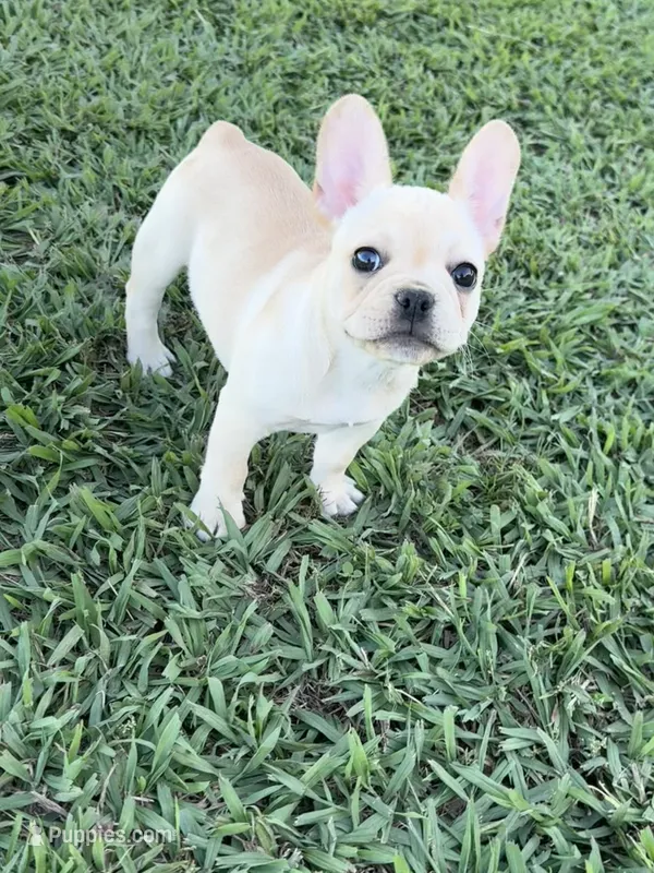 Luna – French Bulldog puppy for sale in Merced, CA
