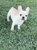 Luna, a female French Bulldog for sale in Merced, CA – 1 of 8