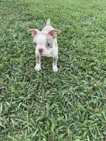 Poppy, a female Boston Terrier for sale in Merced, CA – 5 of 5