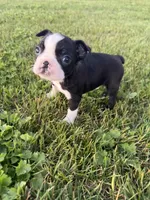 Rocky , a male Boston Terrier for sale in Merced, CA – Photo 4 of 7