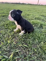 Rocky , a male Boston Terrier for sale in Merced, CA – Photo 7 of 7