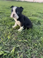 Rocky , a male Boston Terrier for sale in Merced, CA – Photo 1 of 7