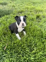 Rocky , a male Boston Terrier for sale in Merced, CA – Photo 6 of 7