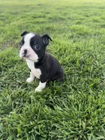 Rocky , a male Boston Terrier for sale in Merced, CA – Photo 2 of 7